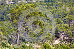 Wonderfull green tree in a forest