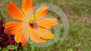 Wonderfull orange flower in nature life