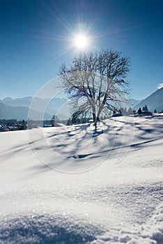 Wonderfull tree in austrian alps with sun beams