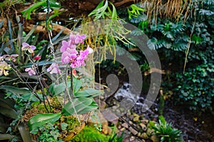 Wonderfull tropical garden with several rare orchids