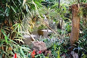 Wonderfull tropical garden with several rare orchids