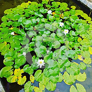 Wonderfull Water lilies