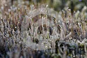 Wonderfully beautifully frosted moss on a stump