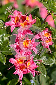 Wonderfully colored Azaleas