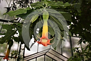 Wonderfully colored, pendulous, narrow, trumpet-shaped  flower Brugmansia sanguinea