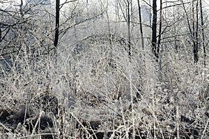 Wonderfully frosted old grass in the field