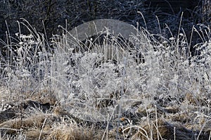 Wonderfully frosted old grass in the field photo