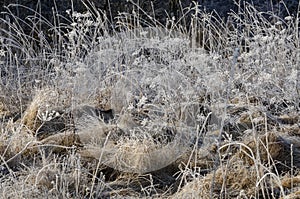 Wonderfully frosted old grass in the field photo