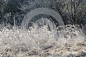 Wonderfully frosted old grass in the field photo