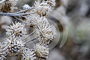 Wonderfully frosted old grass in the field photo