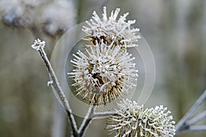 Wonderfully frosted old grass in the field photo