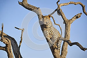 A Wonderfully marked Female African Leopard gazes out across the Bush from her Perch in a Dead Tree at the Madikwe Game Reserve.
