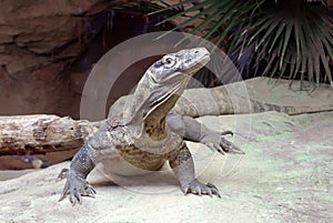 Comodo Dragon at Bronx Zoo