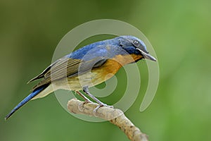 Wondering face fascinated blue and orange bird while sitting on thn branch in soft background, Chinese blue flycatcher Cyornis