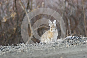 Wondering rabbit