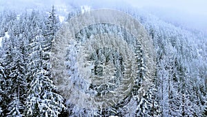 Wonderland winter forest