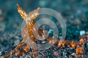 Wonderpus Octopus on Sand in Lembeh Strait