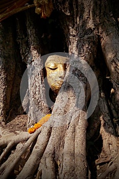 The wonders of the Buddha`s head are in a tree.