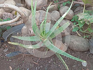 Wonders of Nature: Capturing the Allure of Aloe Vera in One Click