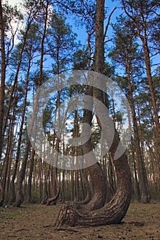 Wonders of Nature - Crooked Trees or Crooked Forest (Polish \