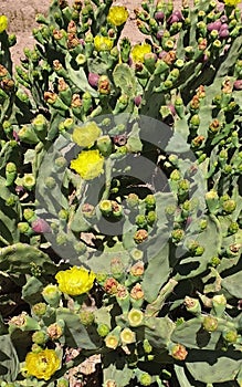 Of the wondrous cactus photo