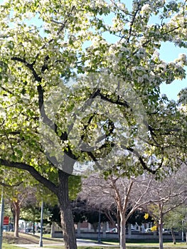 A Wondrous Tree in Mesa photo