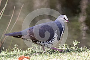 Wonga Pigeon