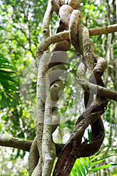 Wonga vine climbing into canopy