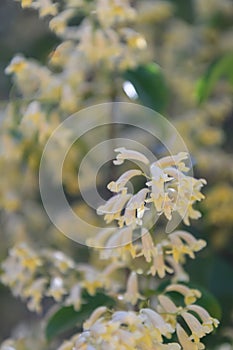 Wonga wonga vine Pandorea pandorana, a flowering vine