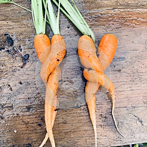 Wonky carrot vegetables