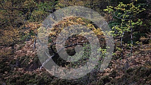 Wonky tree on hill in autumn coloured woodland photo