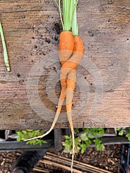 Wonky veg carrots hugging