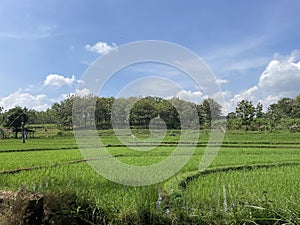 Expanse of rice fields.
