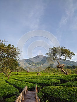 Wonosari Tea Plantation
