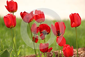 woo an admirer with red tulips (passion, love, lust) photo