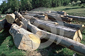 Wood photo