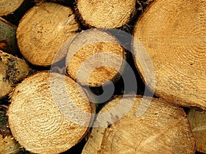 Wood