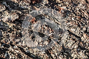 Wood abstract composition