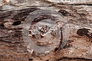 Wood abstract composition