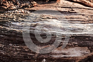 Wood abstract composition