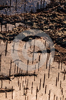 Wood abstract composition