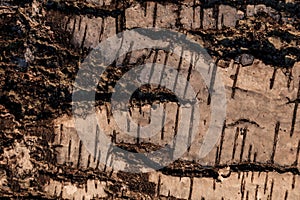 Wood abstract composition