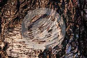 Wood abstract composition