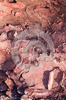 Wood abstract composition