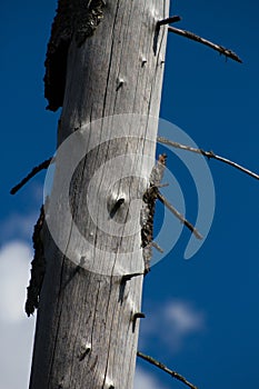 Wood, affected by bark beetle