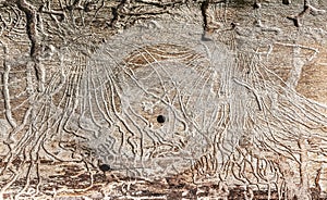 Wood affected with woodworm. damaged tree trunk texture. closeup view