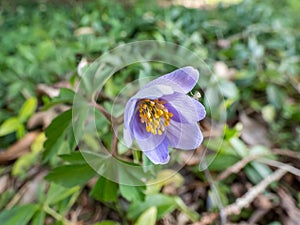 Wood anemone - Anemone nemorosa Allenii - large wonderful lavender-blue or silvery blue flower with seven petals (