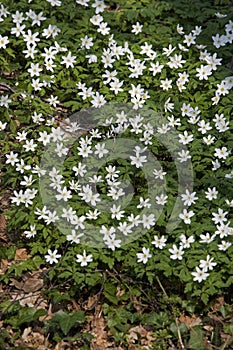 Wood Anemone, anemone nemorosa, Flowers in Normandy