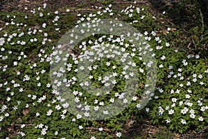 Wood Anemone, anemone nemorosa, Flowers in Normandy