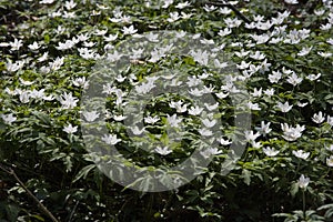 Wood Anemone, anemone nemorosa, Flowers in Normandy